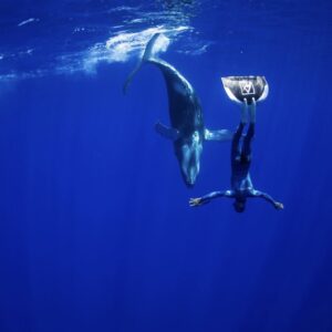 Davide Whale